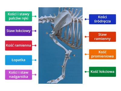 Kości kończyny piersiowej psa.