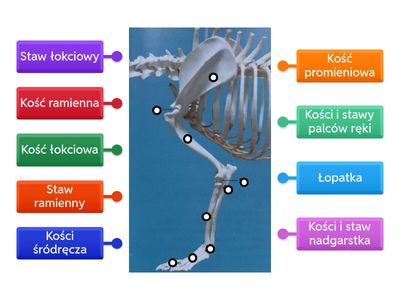 Kości kończyny piersiowej psa.
