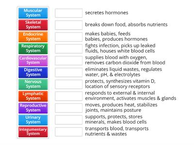 Body Systems Functions
