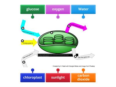 Photosynthesis 