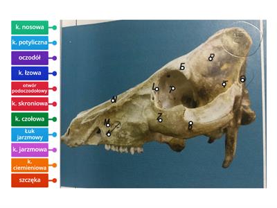 Czaszka świni-anatomia