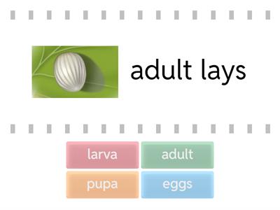 Butterfly Life Cycle