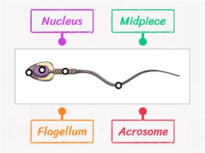 Sperm Labelled