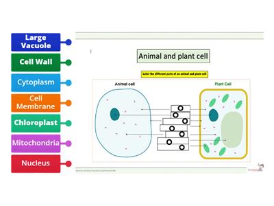 Match the Cell Parts