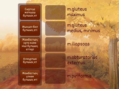 Бел бұлшық еттері