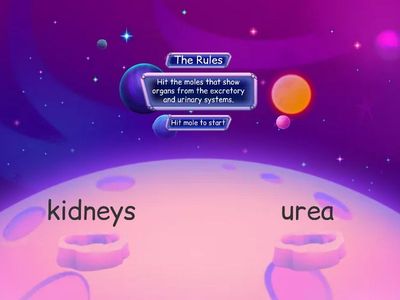 Human Anatomy: Excretory System + Urinary System