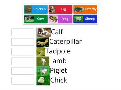 TLC: Can I identify animal offspring?