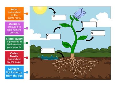 Photosynthesis (LABEL?)
