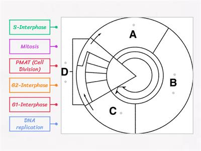 Cell Cycle (5A)