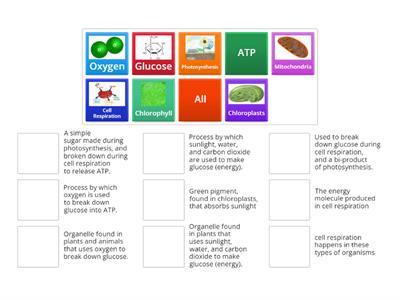 Photosynthesis & Cell Respiration Vocab