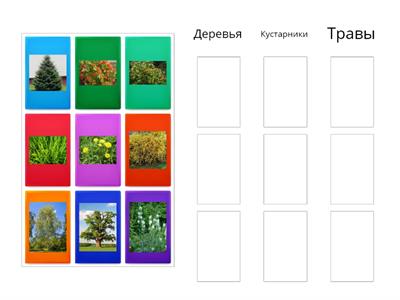 Задание :Распредели растения по группам 