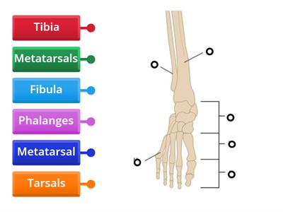  Bones of the Lower Leg and Foot for Pedicure