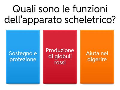 Apparato Scheletrico