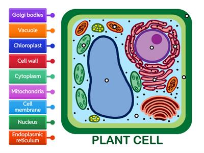 Label Plant Organelles