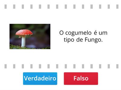 Vírus,Bactérias, e Fungos