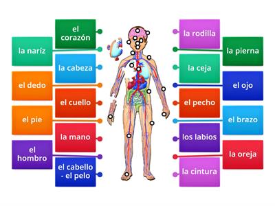 El cuerpo humano / The human body