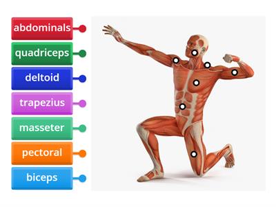 3º Muscles locomotor system