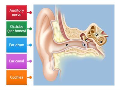 Ear Diagram Labelling