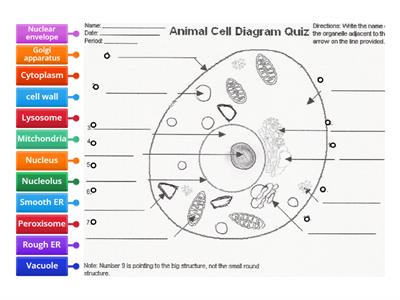 Animal Cell