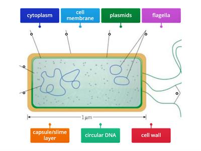 prokaryotic cells