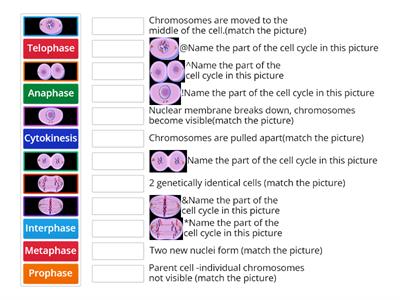 Cell Cycle