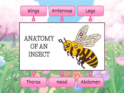 Anatomy of an Insect