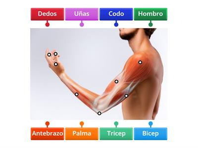 Unir la palabra con la imagen