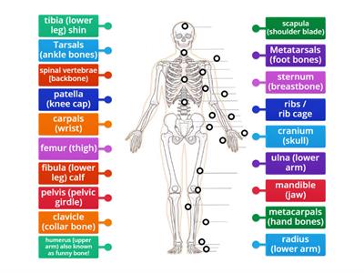 Skeleton - bone naming!