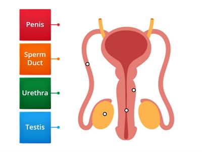 Functions of the Male Reproductive System