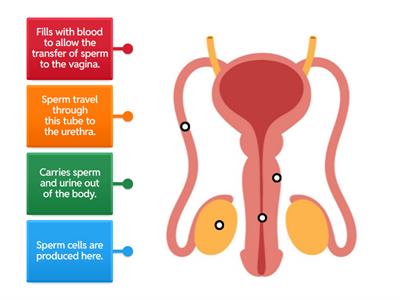 Functions of the Male Reproductive System