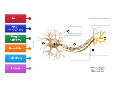 Label The Neuron