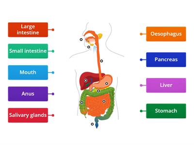 Digestive system