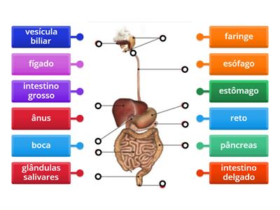  Sistema digestivo humano