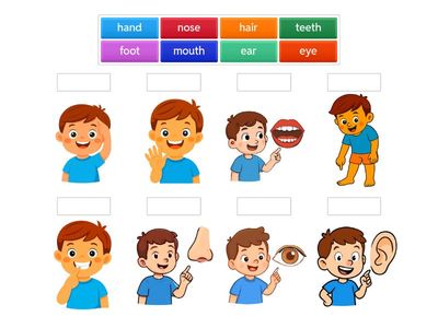  body parts   hair hand teeth foot eye nose mouth ear