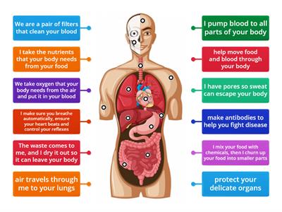 Human organs