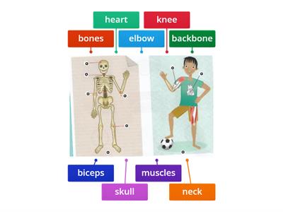 Body parts treetops 3 unit 4