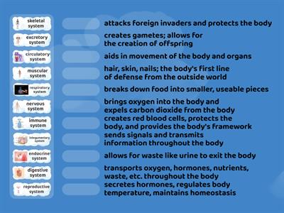 Body System Functions