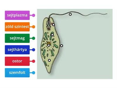 zöld szemesorstoros