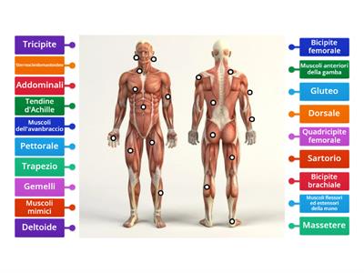I muscoli, come si chiamano e dove si trovano!