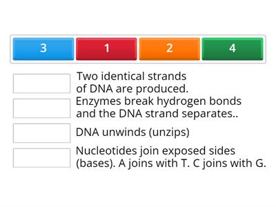 DNA Replication