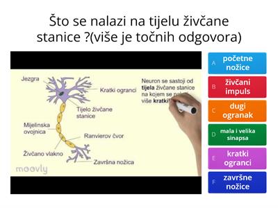 BIOLOGIJA-ŽIVČANI SUSTAV,OSJETILA I HORMONI