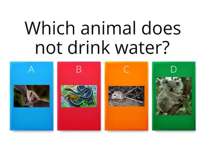 Animal quiz