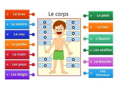 Les parties du corps 2