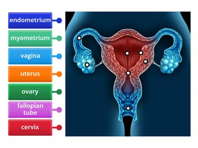 Female Reproductive System
