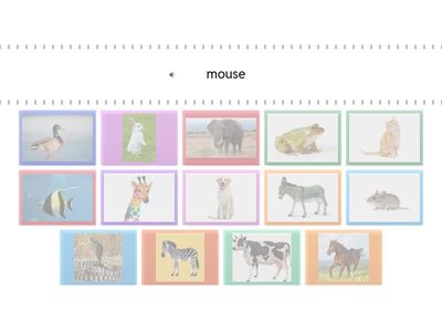 תהילה - חיות