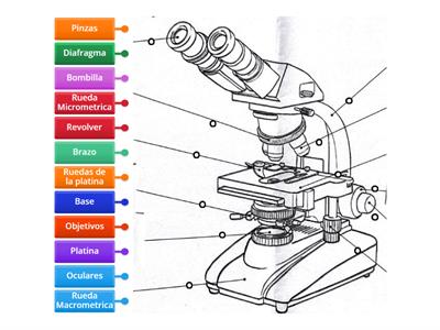 Partes del Microscopio