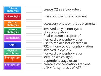 Photosynthesis - Light dependent stage