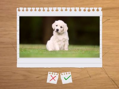 Флаш карти- групиране на животните