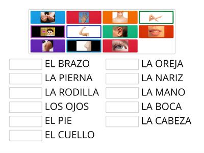 Une las partes del cuerpo con su nombre