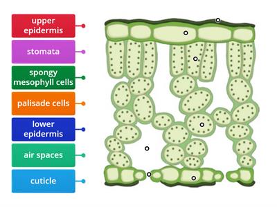 Cross Section of a Leaf